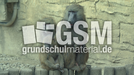 Grüner Pavian (8).jpg